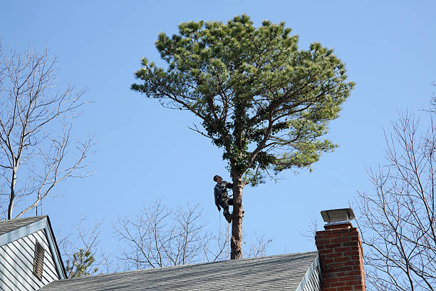 Best Tree Maintenance Programs  in USA